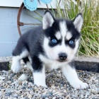 Prod�m rozko�n� �t���tka sibi�sk�ho huskyho s kr�sn�ma modr�ma o�ima.