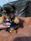 �t��ata Yorkie na prodej.