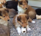 Prod�m �t��ata Sheltie o�kovan� a od�erven�. 