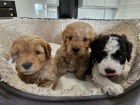Prod�m �t��ata Cavapoo.