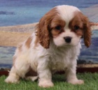 Prod�m mini o�kovan� �t��ata Kaval�r King Charles Spaniel.