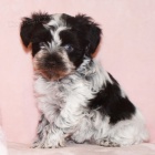 Prod�m �t��ata mini feny a mal�ho kn�ra�e.