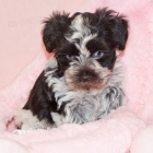 Prod�m �t��ata mini feny a mal�ho kn�ra�e.