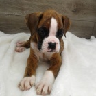 Prod�m �t��ata n�meck�ho boxera.