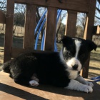 Prod�m �t��ata border kolie