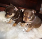 Prod�m KR�SN� O�KOVAN� MINI �t��ata �ivavy