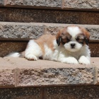 Prod�m �t��ata SHIH TZU