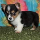 Prod�m �t��ata Pembroke Welsh Corgi.
