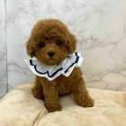 Prod�m n�dhern� �t��ata toy pudla