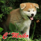 �t���tka Akita Inu s pr�kazem p�vodu