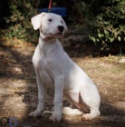 Argentinsk� doga �t��ata na prodej