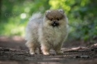 POMERANIAN BOO �T��ATA