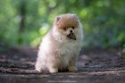 POMERANIAN BOO �T��ATA