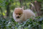 POMERANIAN BOO �T��ATA