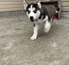 KR�SN� SIBI�SK� HUSKY �T���TKA 3 M�S�CE
