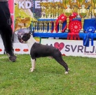 Bostonsk� teri�r �t��ata na prodej