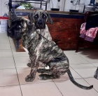 Kan�rsk� doga �t��ata na prodej