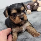 Prod�m roztomil� a kr�sn� miniaturn� �t���tka jork��rsk�ho teri�ra.