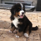 Prod�m mini �t��ata bernsk�ho sala�nick�ho psa a feny o�kovan� a od�erven�.