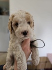 Prod�m �t��ata Cavapoo.