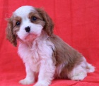 Prod�m mini o�kovan� �t��ata Cavalier King Charles Spaniel.