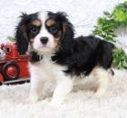 Prod�m �t��ata kaval�r King Charles �pan�l.