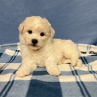 Prod�m �t��ata bi�onka.