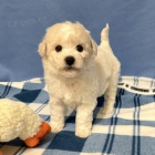 Prod�m �t��ata bi�onka.