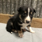 Prod�m �t��ata border kolie