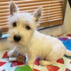 Prod�m mini mini �t��ata West Highland White Terriers