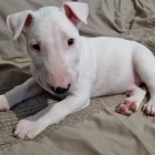 Prod�m �t��ata anglick�ho bulteri�ra.