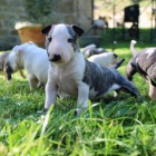 Prod�m �t��ata anglick�ho bulteri�ra.