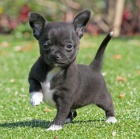 Prod�m KR�SN� O�KOVAN� MINI �t��ata �ivavy