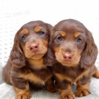 Miniaturn� �t��ata dlouhosrst�ho trpasli��ho jezev��ka.