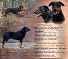 Prod�m �t���tka Beauceron/ Francouzsk� ov��k