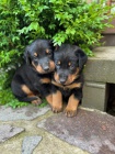 Prod�m �t���tka Beauceron/ Francouzsk� ov��k