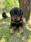Prod�m �t���tka Beauceron/ Francouzsk� ov��k