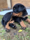 Prod�m �t���tka Beauceron/ Francouzsk� ov��k