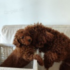 Toy pudl �t��ata na prodej