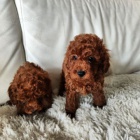 Toy pudl �t��ata na prodej