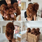 Toy pudl �t��ata na prodej