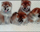 Shiba Inu �t��ata