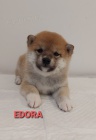 Shiba Inu �t��ata