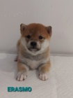 Shiba Inu �t��ata