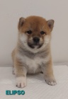 Shiba Inu �t��ata