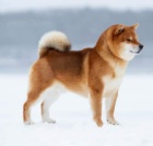 Shiba Inu �t��ata