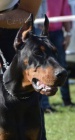 DOBERMAN �t��ata na prodej