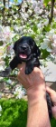 Prod�m �t�n�  - pejska Flat Coated Retriever s PP