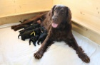 Prod�m �t�n�  - pejska Flat Coated Retriever s PP