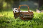 Beagle - �t��ata s PP